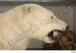Head Bear Animal photo references